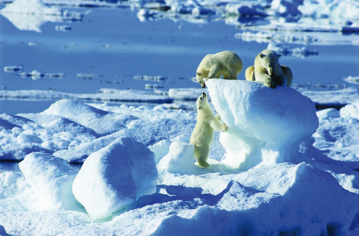 IJsbeer met kleintjes op een ijsblok in Spitsbergen.