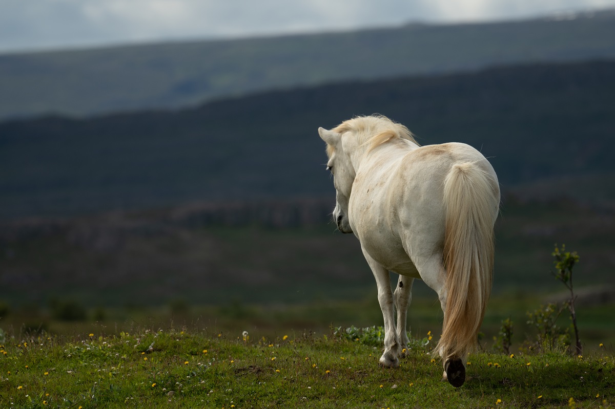 Een mooi wit IJslands paard in Oost-IJsland.