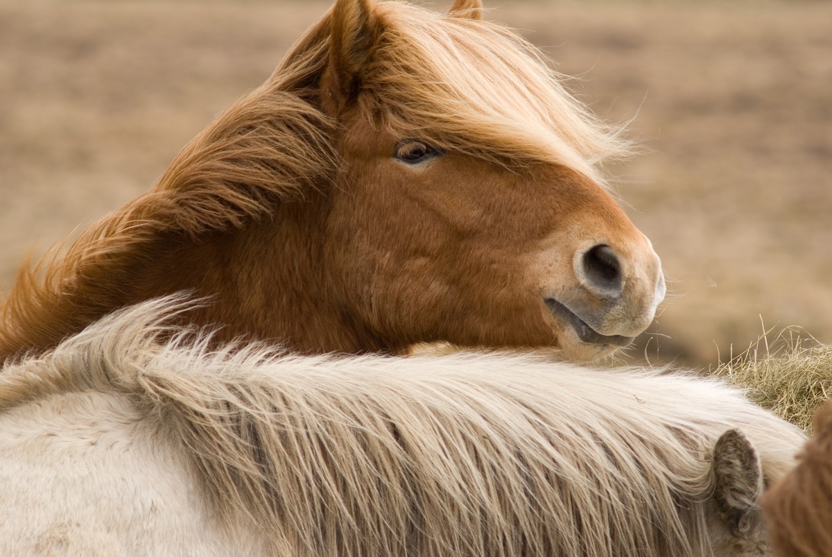 Een close up van het hoofd van een mooi bruin IJslands paard.