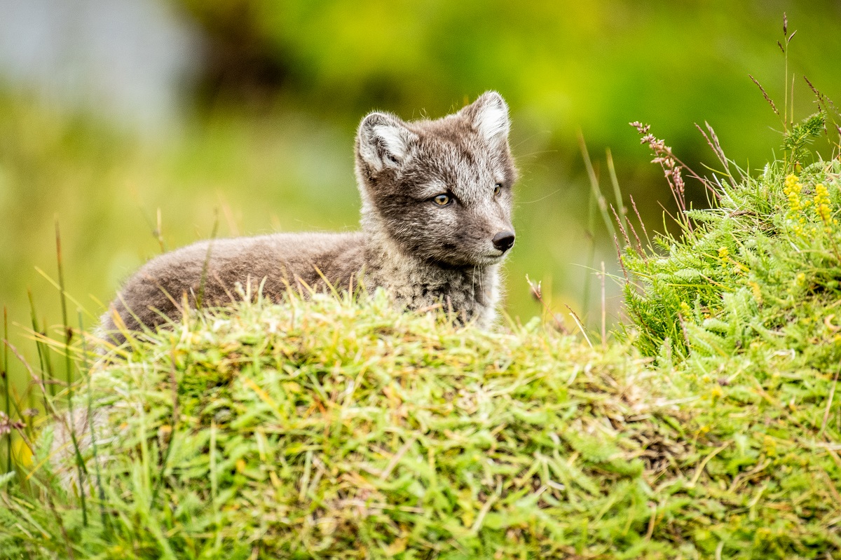 Schattig jong vosje in het gras, in de buurt van Fjalladyrd Noord-IJsland.