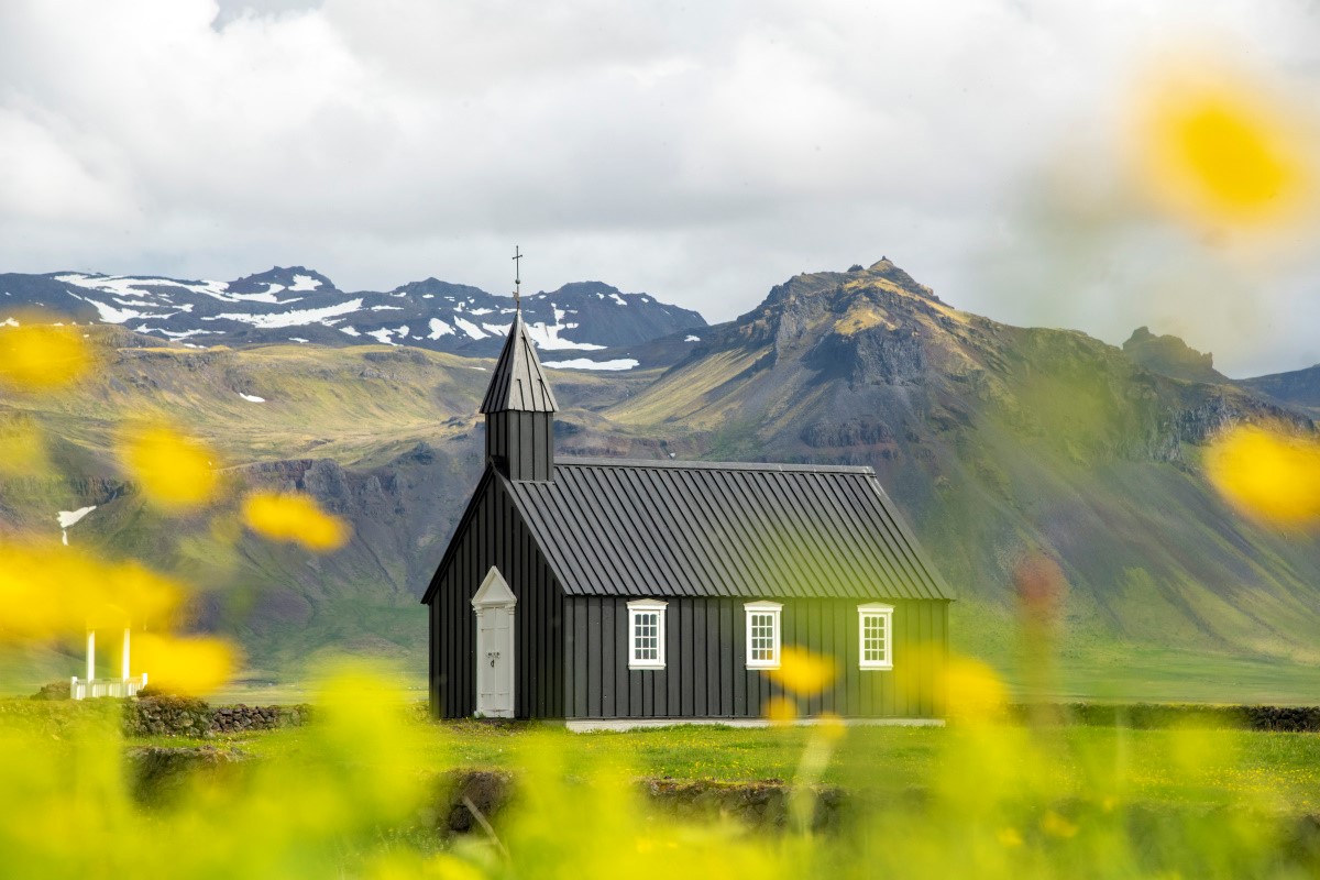 Het zwarte kerkje van Budir West IJsland, gefotografeerd tussen gele bloemetjes door.