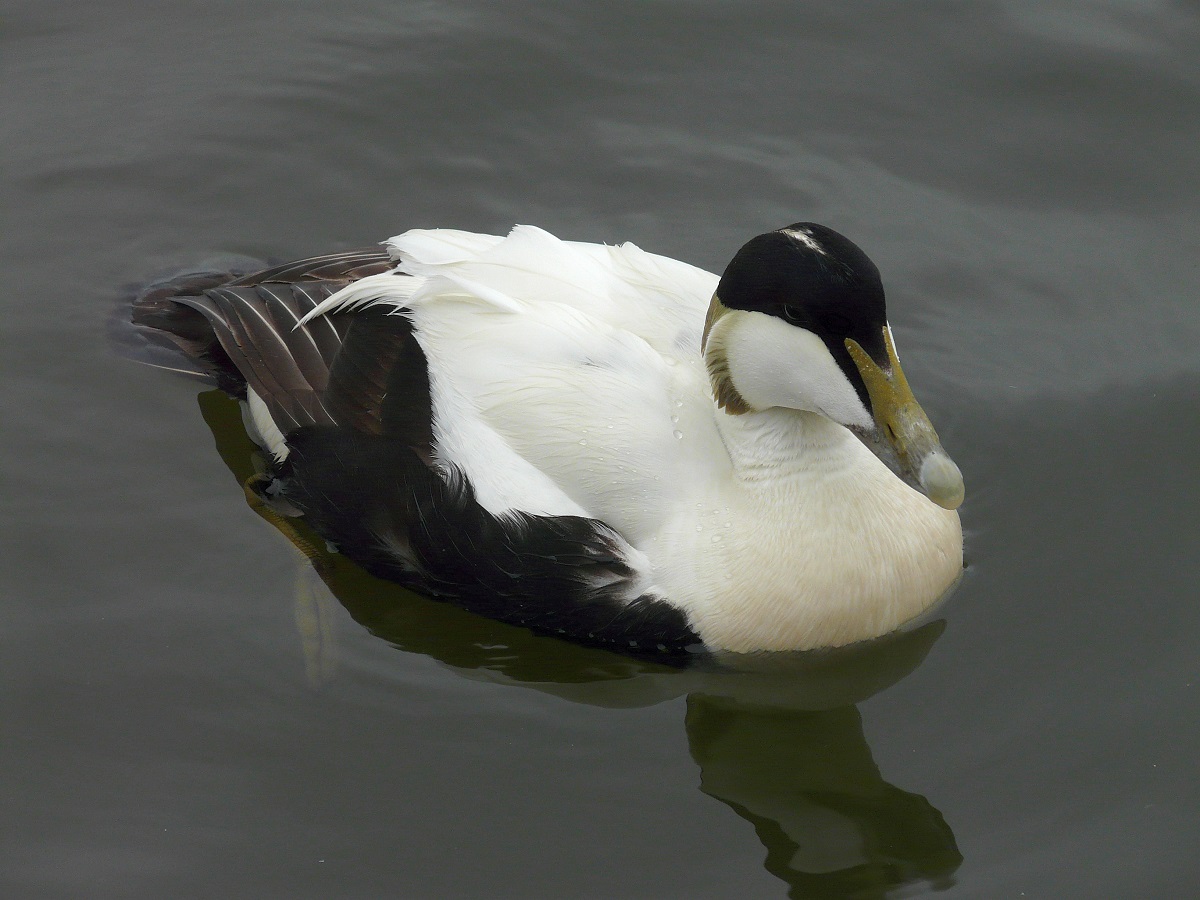 Een zwemmende zwart-witte mannetje eidereend.