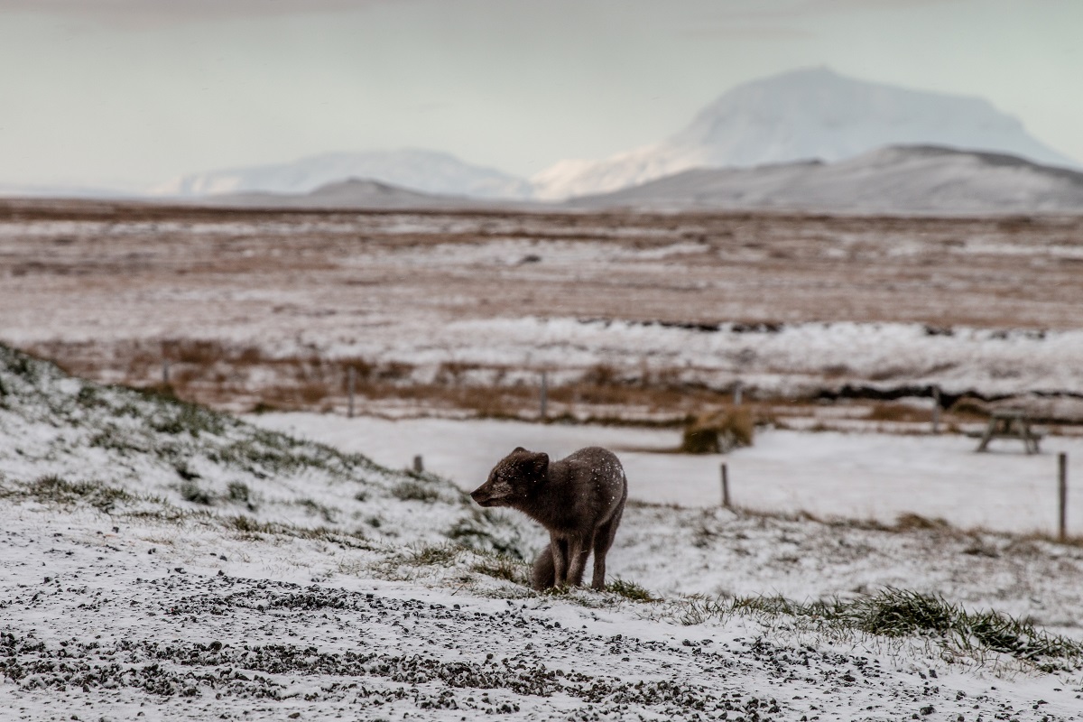 Grijze poolvos gespot in een wit, winters landschap in noord IJsland.