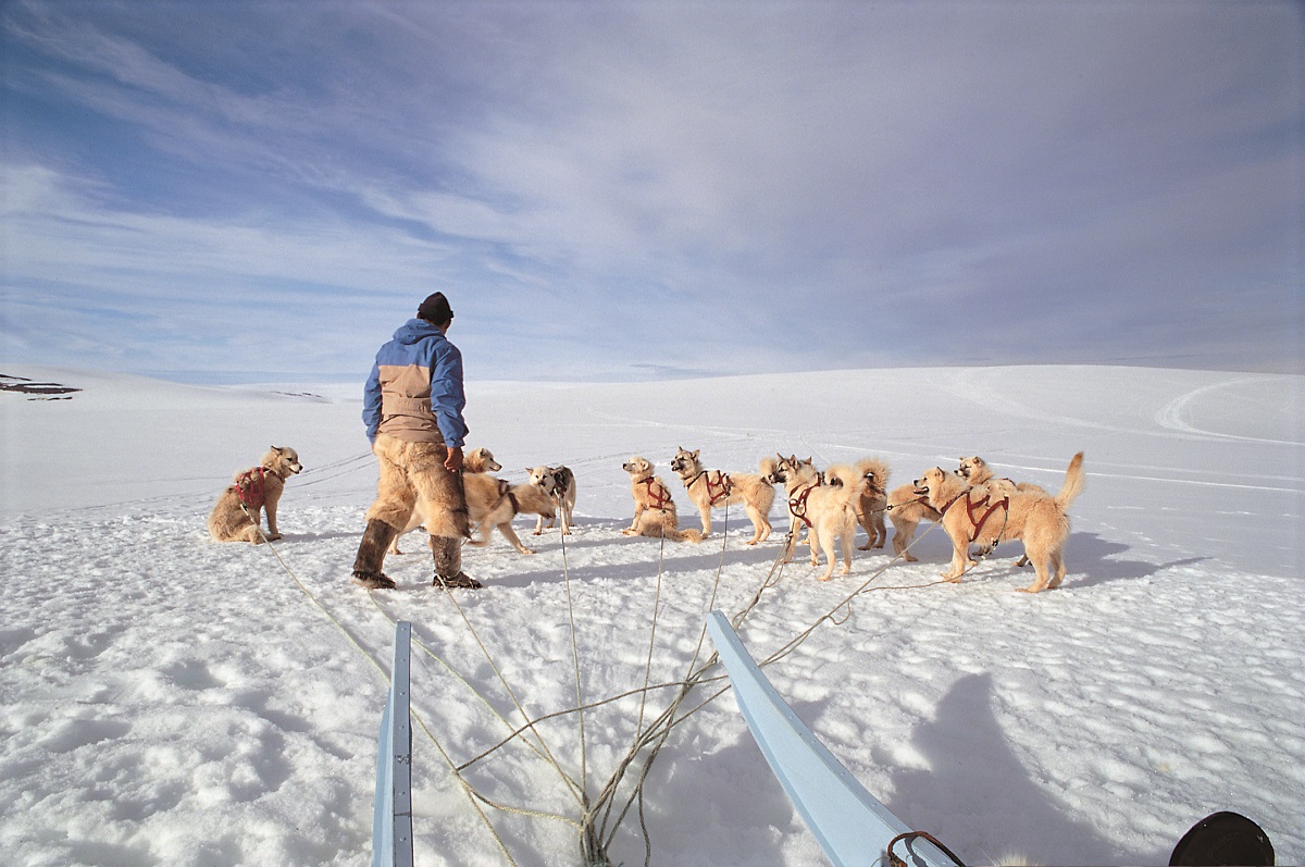 Een hondenslee met de menner in een sneeuwlandschap in Groenland.