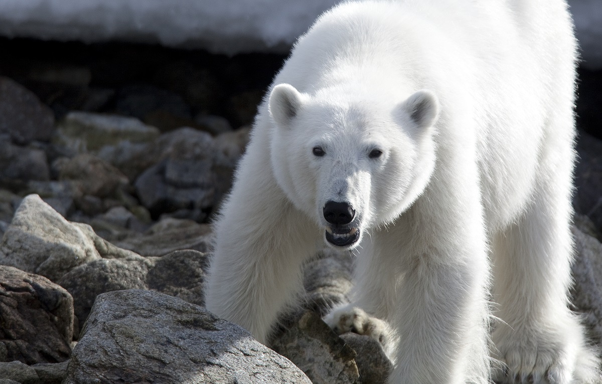 Een ijsbeer op stenen in Spitsbergen.