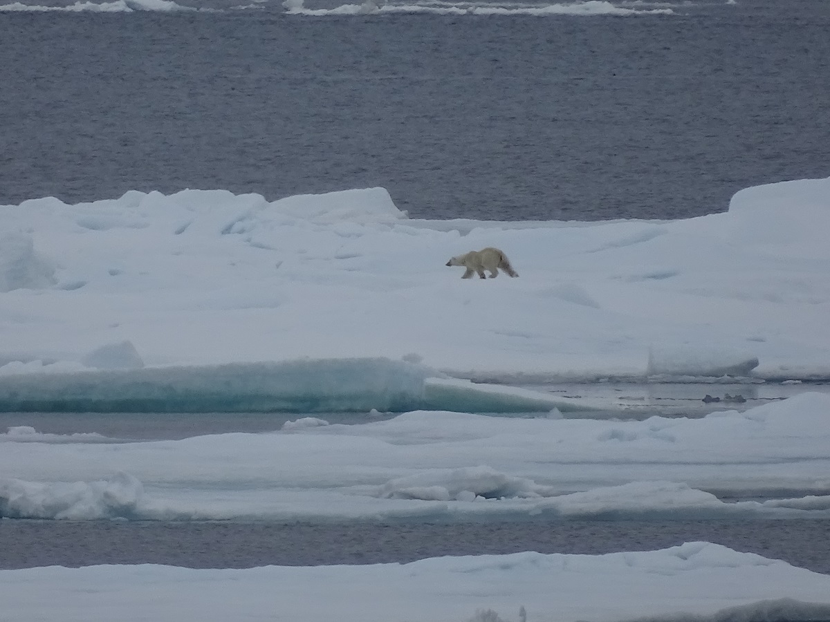 Een ijsbeer wandelt op een ijsschots in Spitsbergen.