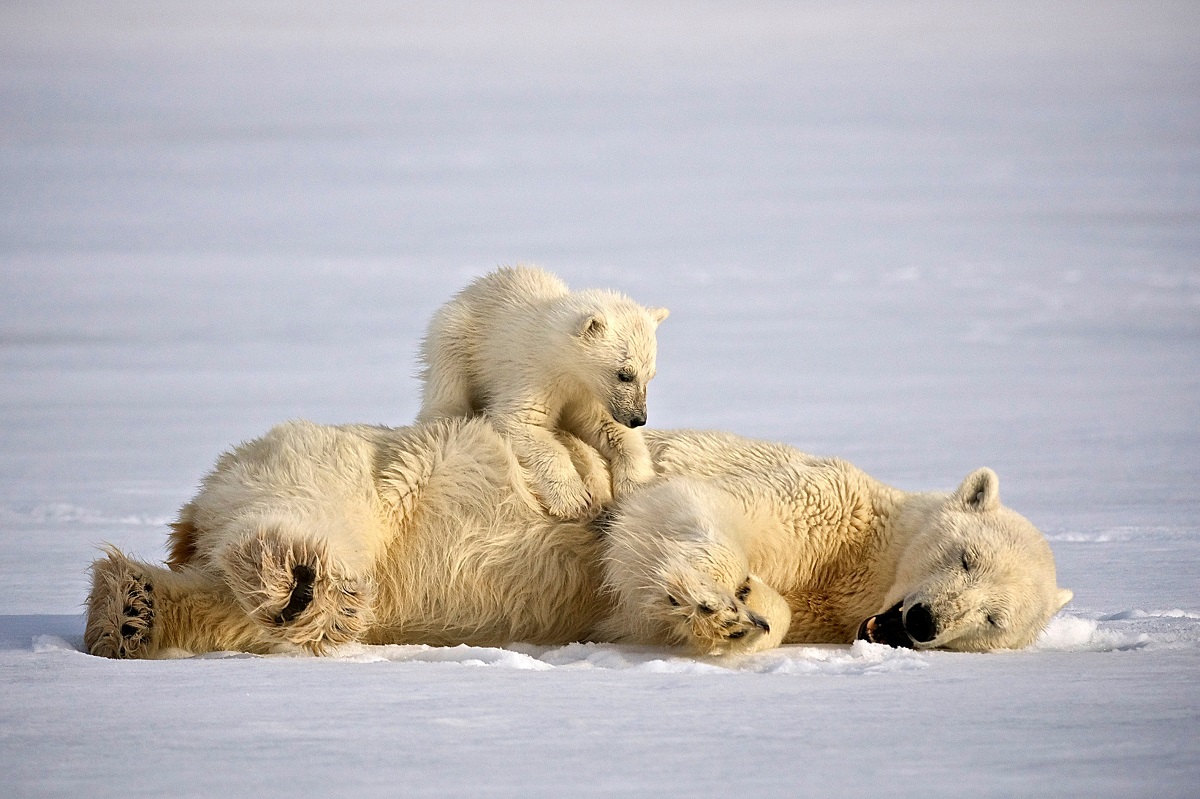Moeder ijsbeer is aan het spelen met haar kleintje op het pakijs in Spitsbergen.