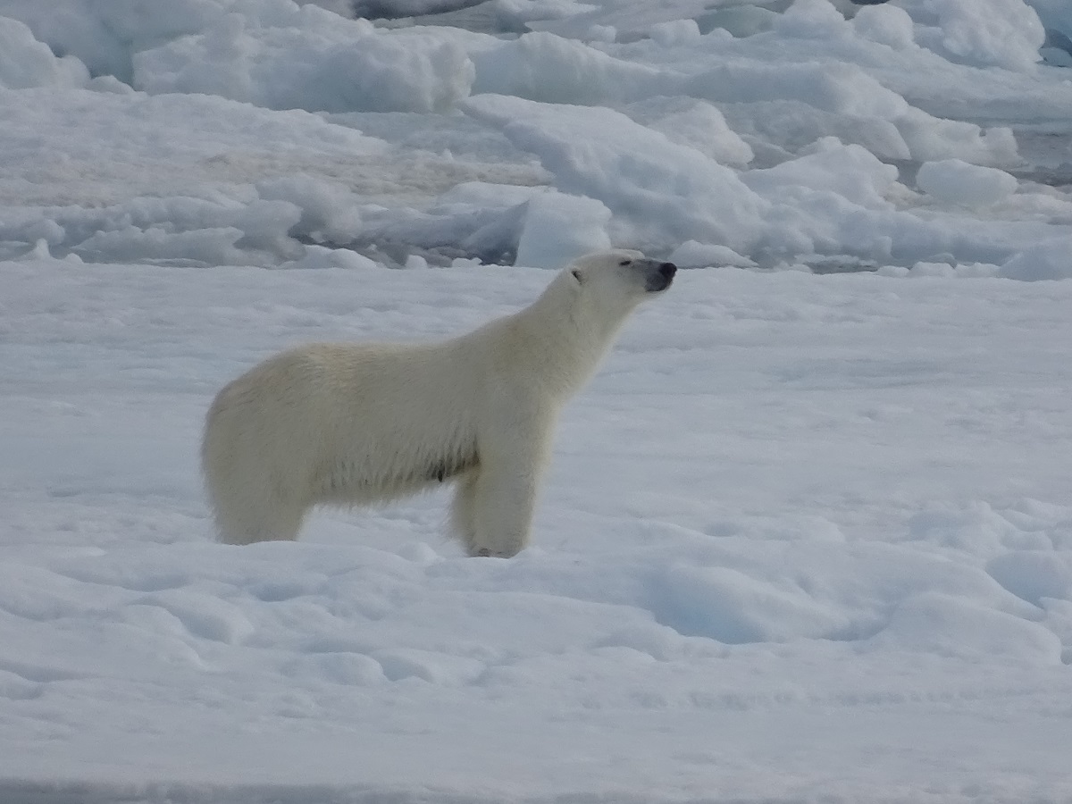 Deze ijsbeer staat rechtop in het besneeuwde landschap in Spitsbergen.