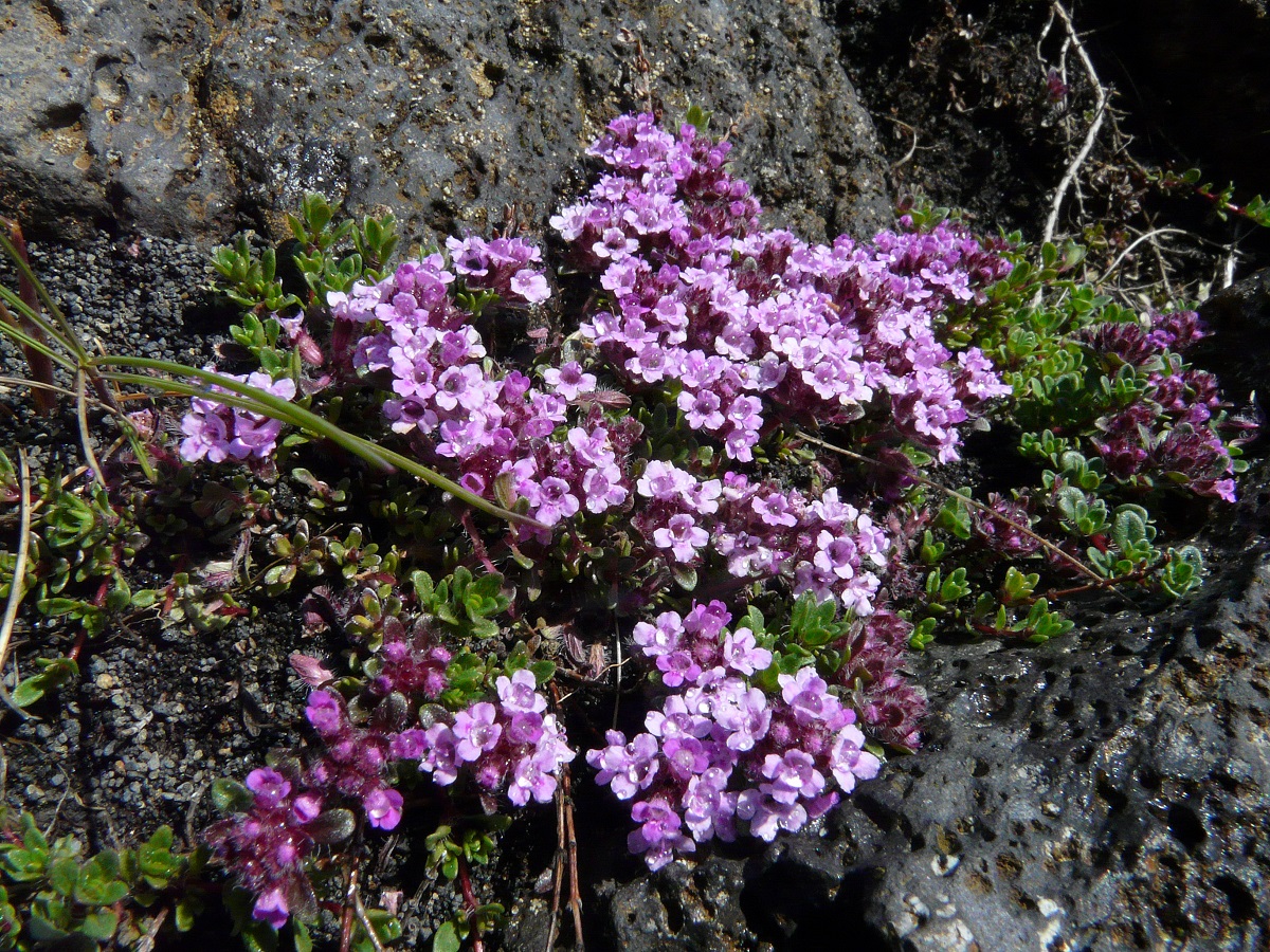 De mooie paarse bloemejtes van de bloeiende kruiptijm tussen de lavarotsen uit.