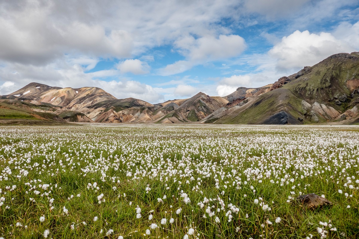 Open veld met het plantje veenpluis en de kleurrijke bergen van Landmannlaugar, in de hooglanden van IJsland, in de verte.