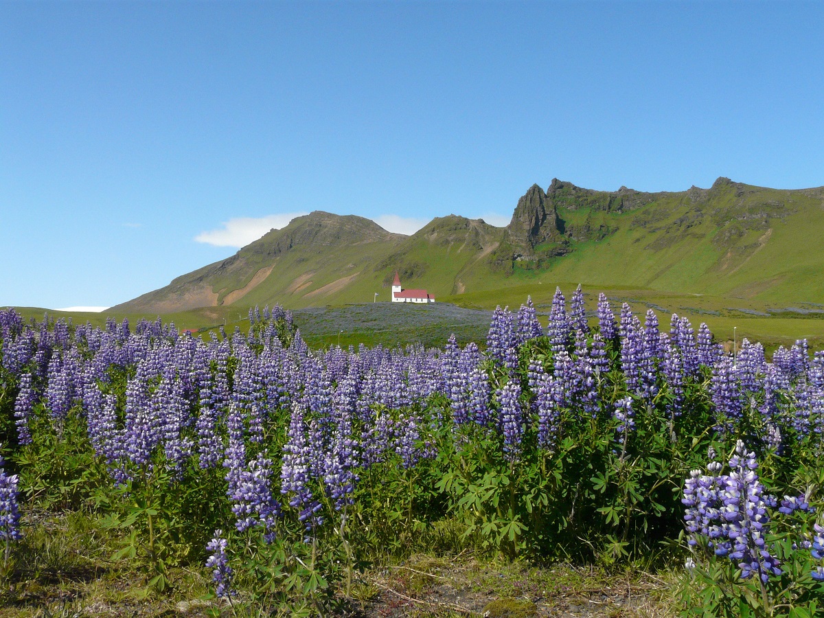 Paarse bloeinde Lupines met een kerkje in Vik, zuidwest IJsland, in een groen berglandschap.