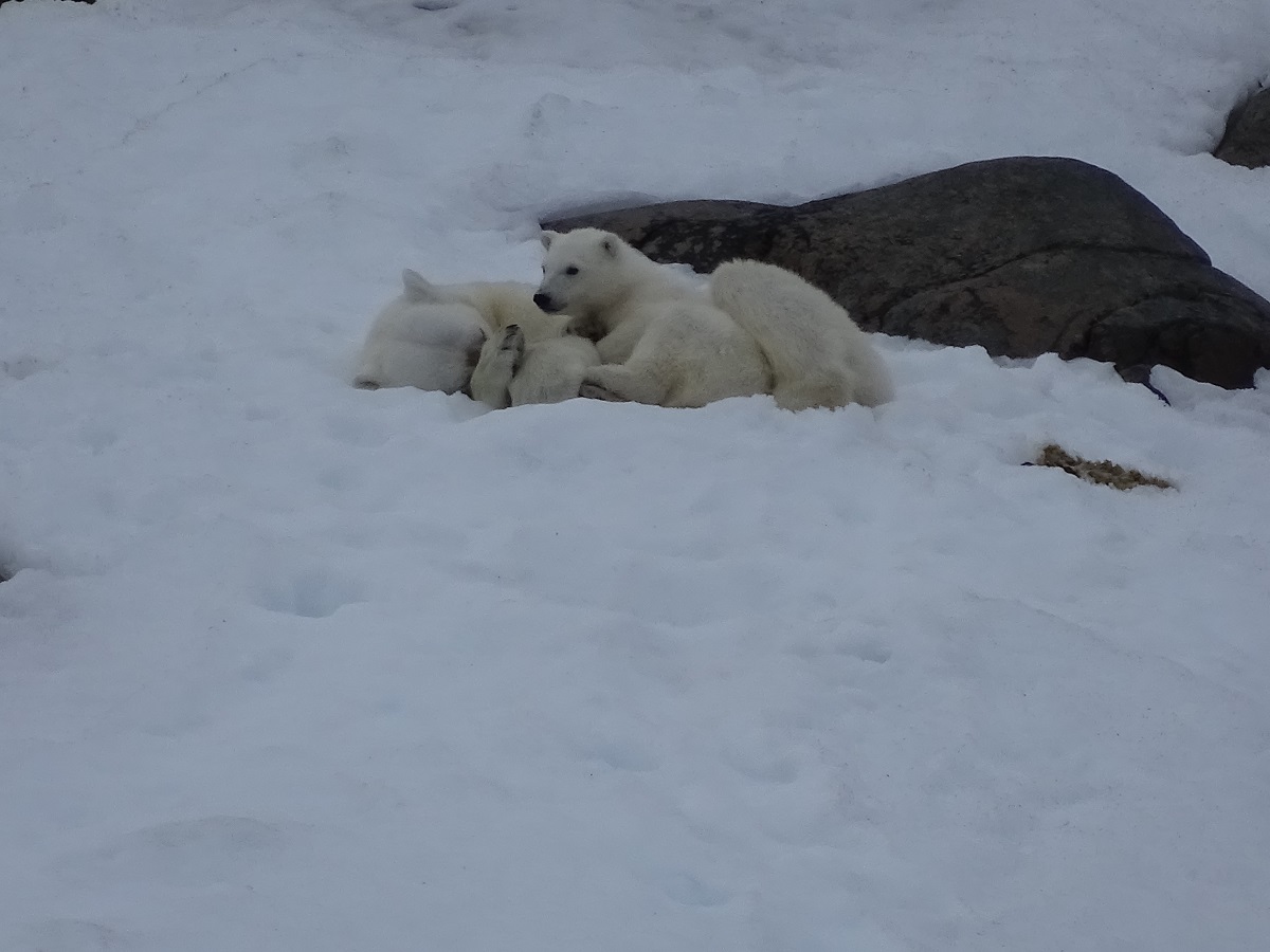 Moeder ijsbeer met een kleintje spelen in de sneeuw op Spitsbergen.