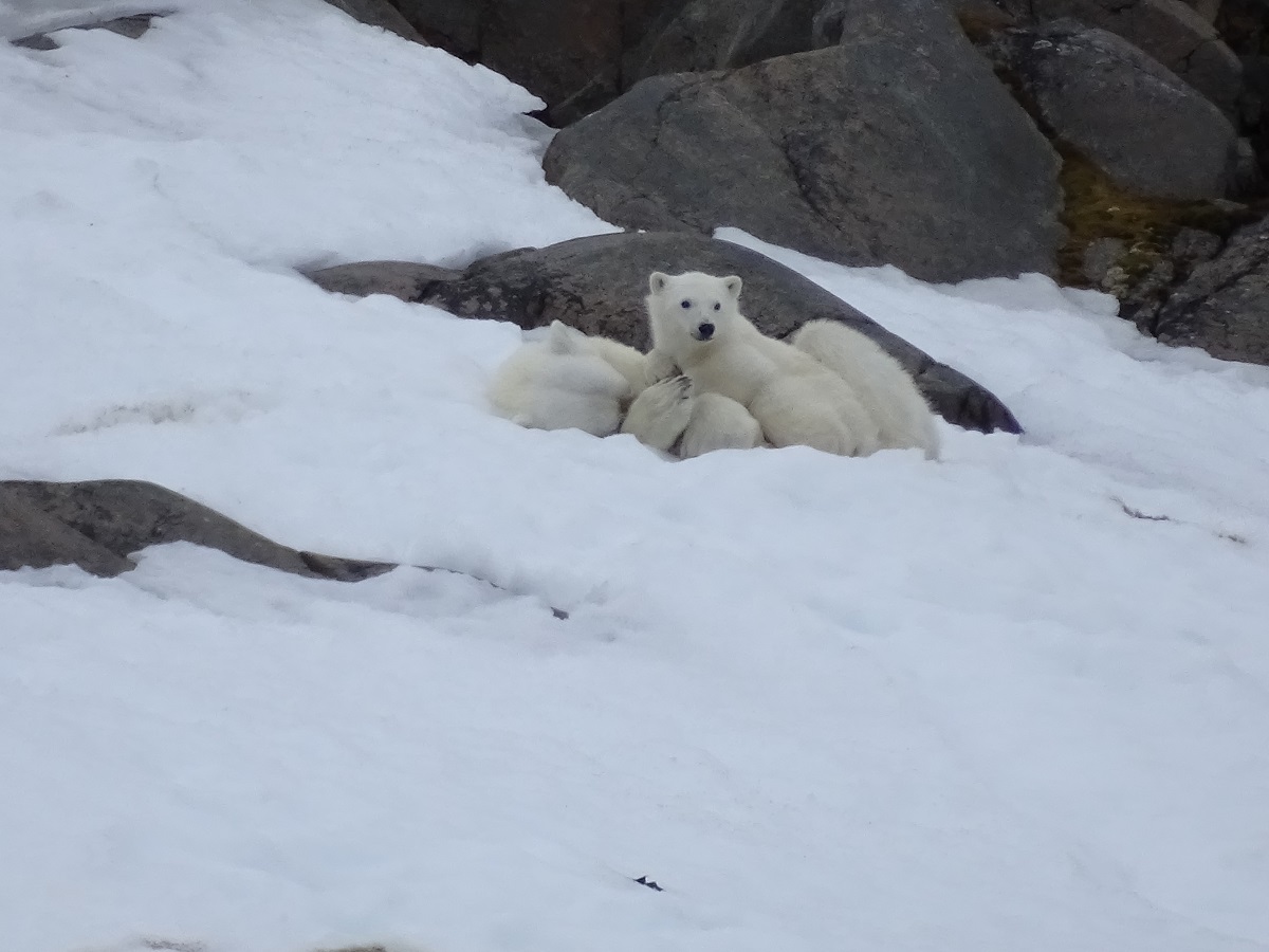 Moeder ijsbeer met een nieuwsgierig kleintje liggen in de sneeuw op Spitsbergen.