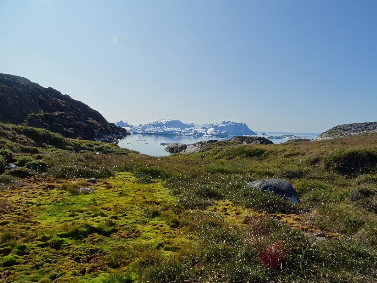 Een prachtig landschap, tijdens de wandeling Sermermiut in west Groenland, van groen mos en ijsbergen in de verte.