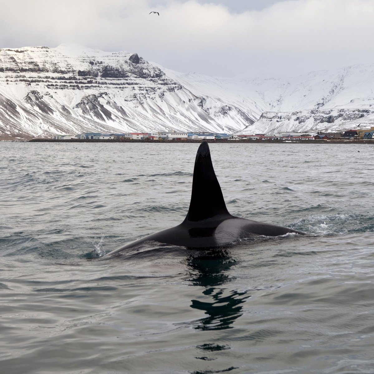 Een orka gespot langs de kust van Snaefellsnes, IJsland, met een besneeuwd landschap op de achtergrond.