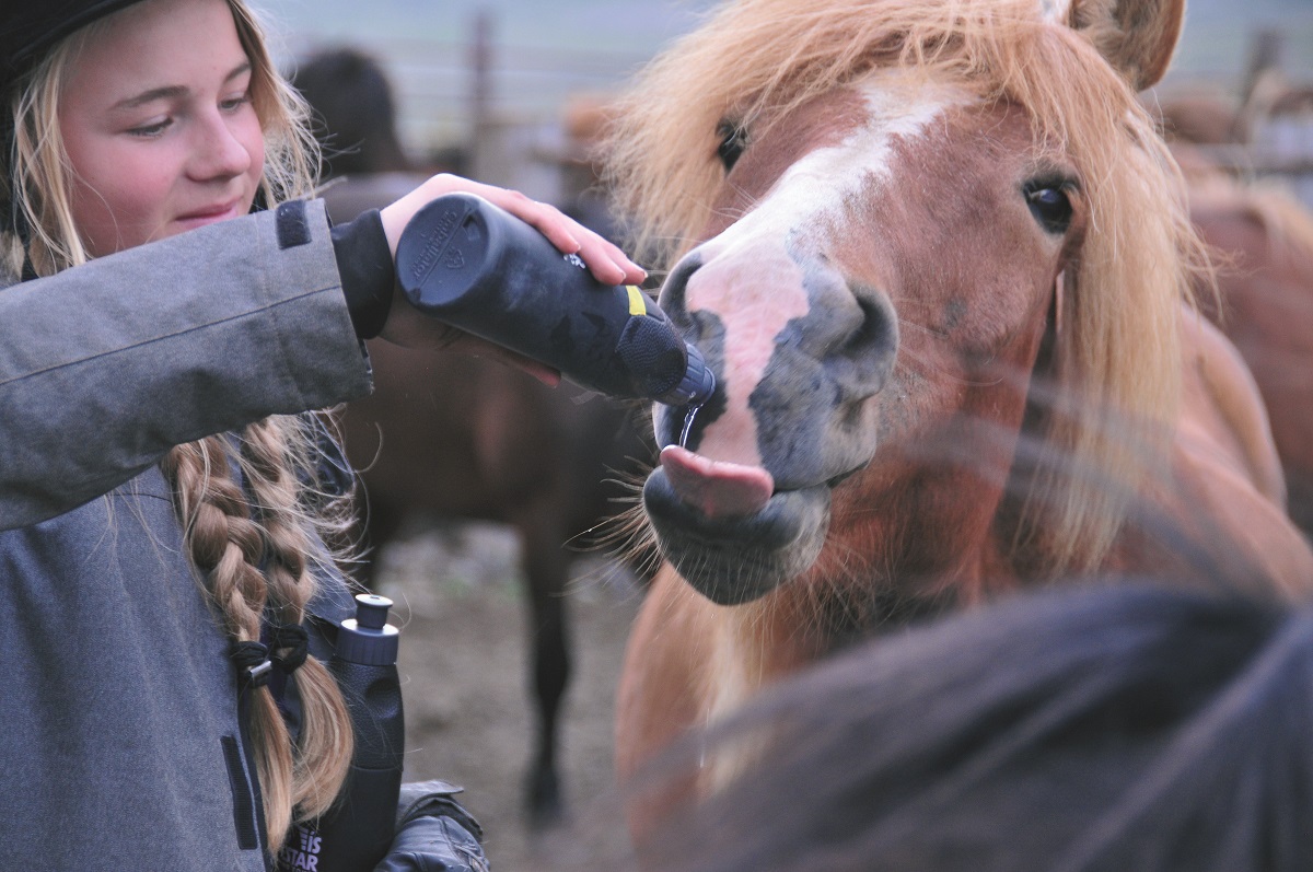 Een ruiter geeft dit paard te drinken uit haar waterfles tijdens een excursie in IJsland.