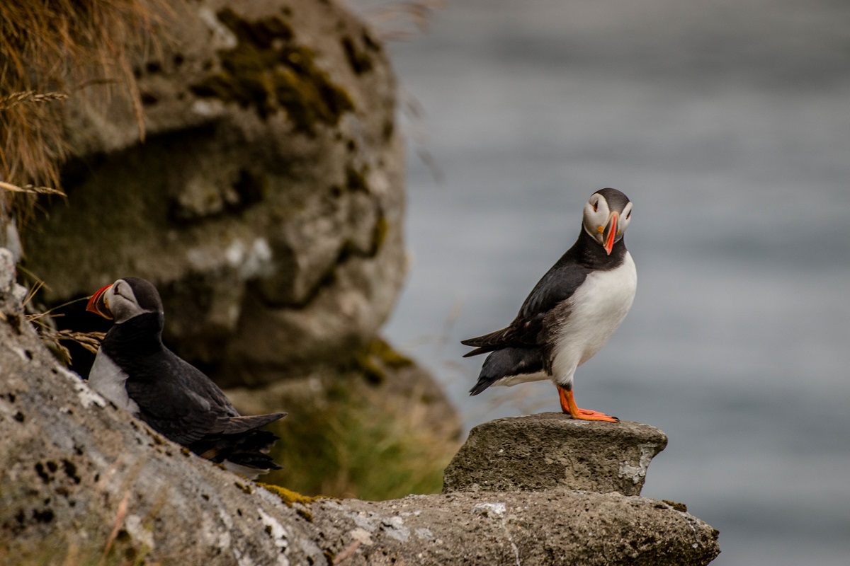 Twee papegaaiduikers op de rotsen bij Gjogv, Faroer, lijken verbaasd te kijken.