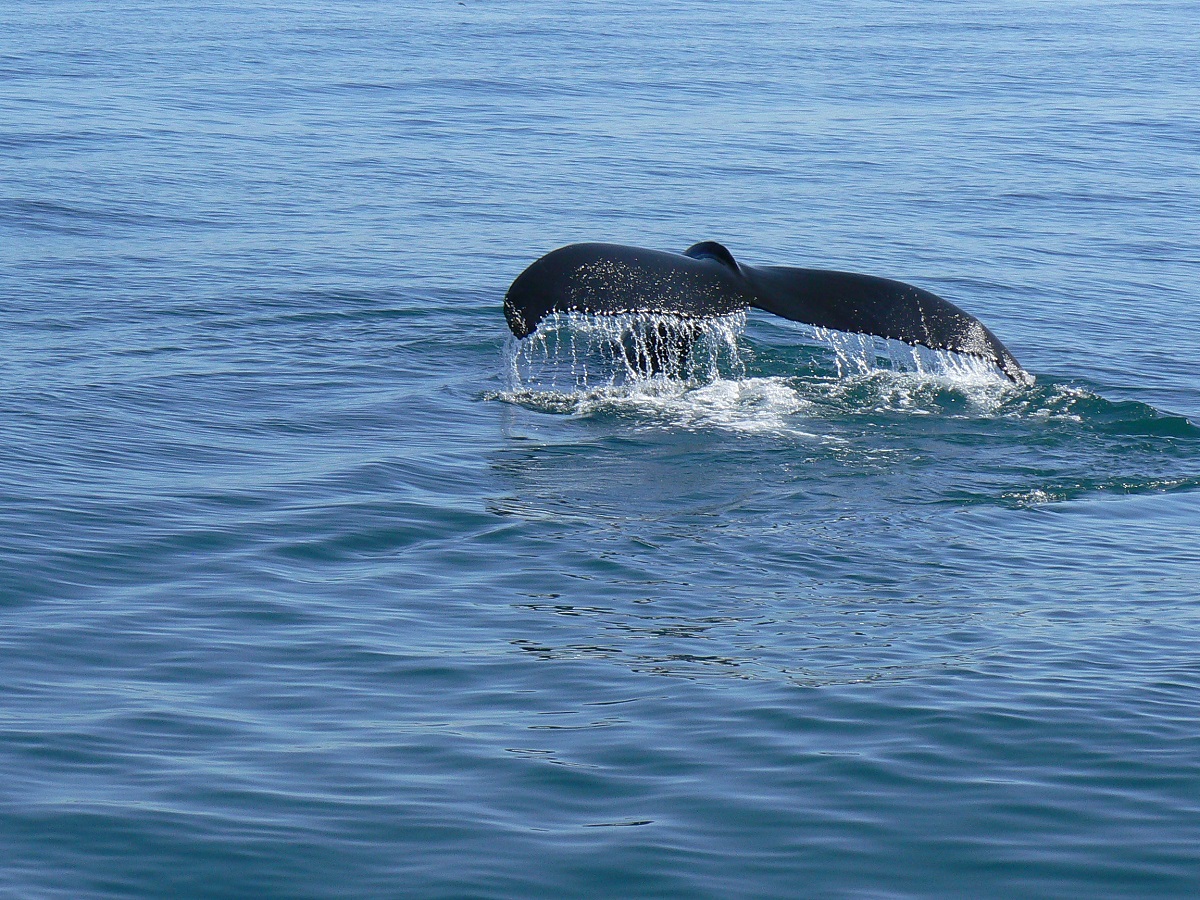 De staart van een bultrugwalvis steekt boven het water uit in noord IJsland.