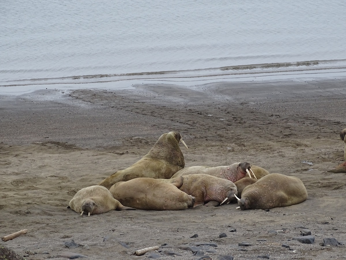 Walrussen relaxen op het strand in Spitsbergen.