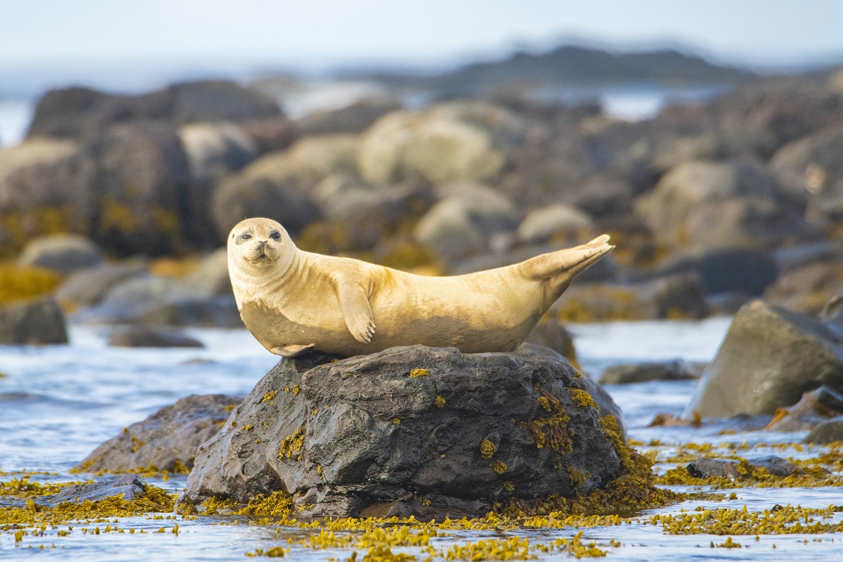 Een nieuwsgierige zeehond op de rots.