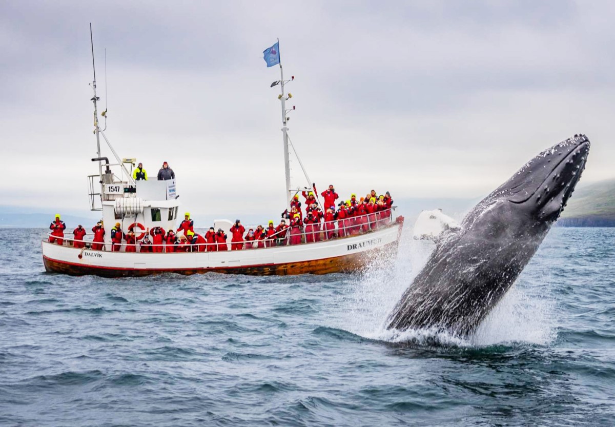 Een groep toeristen op een wit met rode vissersboot kijken naar een walvis die uit het water springt.