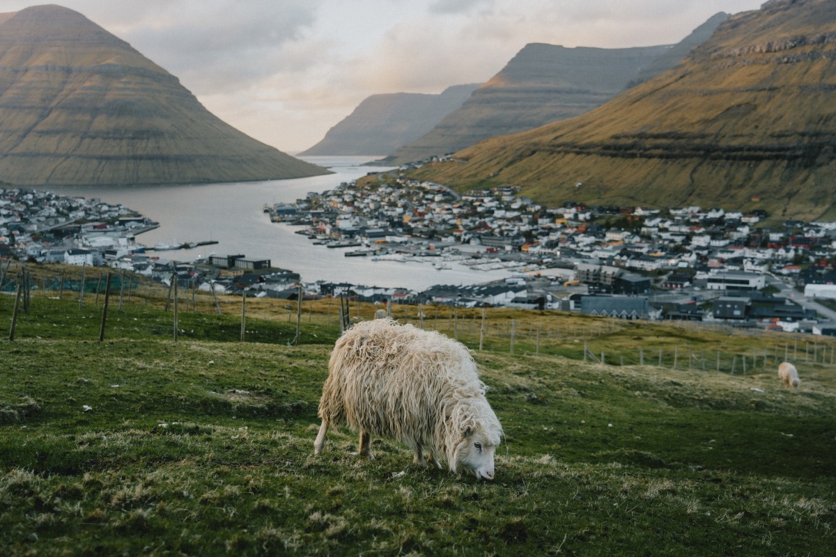 Een wit schaap graast op de gras groene heuvels met het dorpje Klaksvik op de achtergrond.