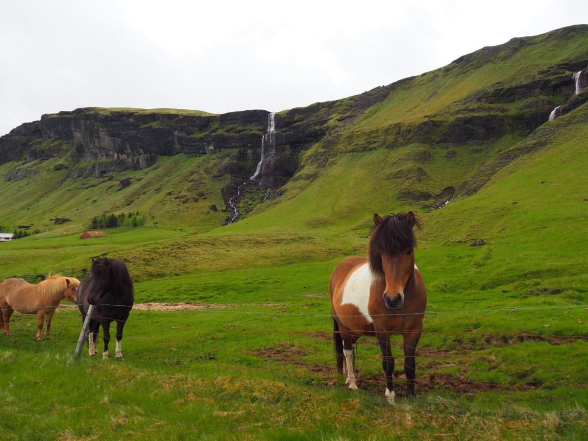 IJslandse paarden genieten van de ruimte met watervallen op de achtergrond.