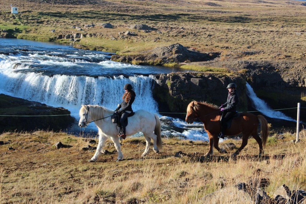 2 paarden lopen langs de waterval Reykjafoss in noord IJsland.