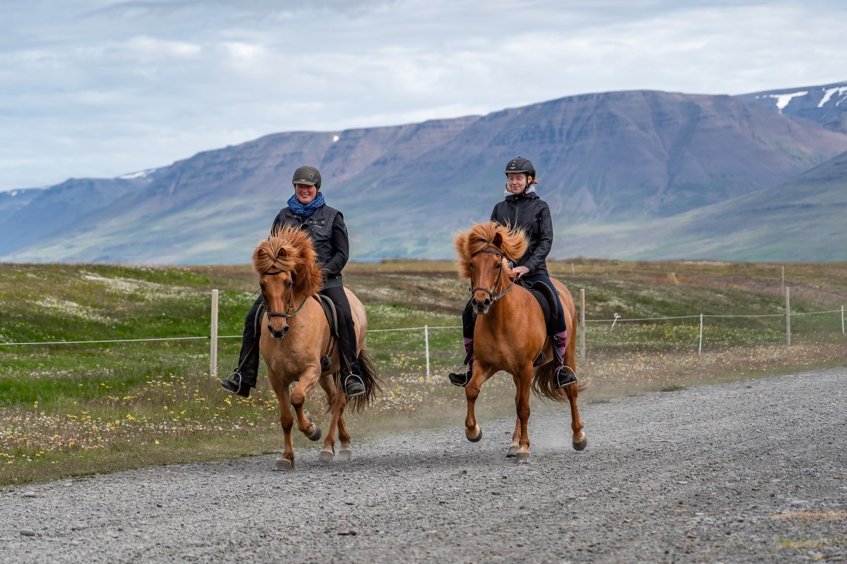 2 bruine paarden met ruiters galopperen door het IJslandse landschap met bergen op de achtergrond.