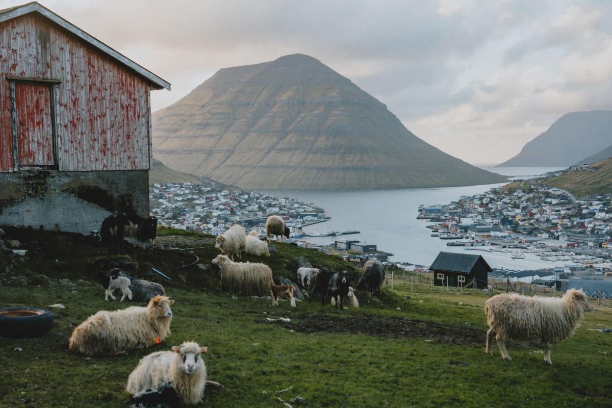 Op de huevels bij Klaksvik, met uitzicht over het dorp, staat een groep schapen te grazen.