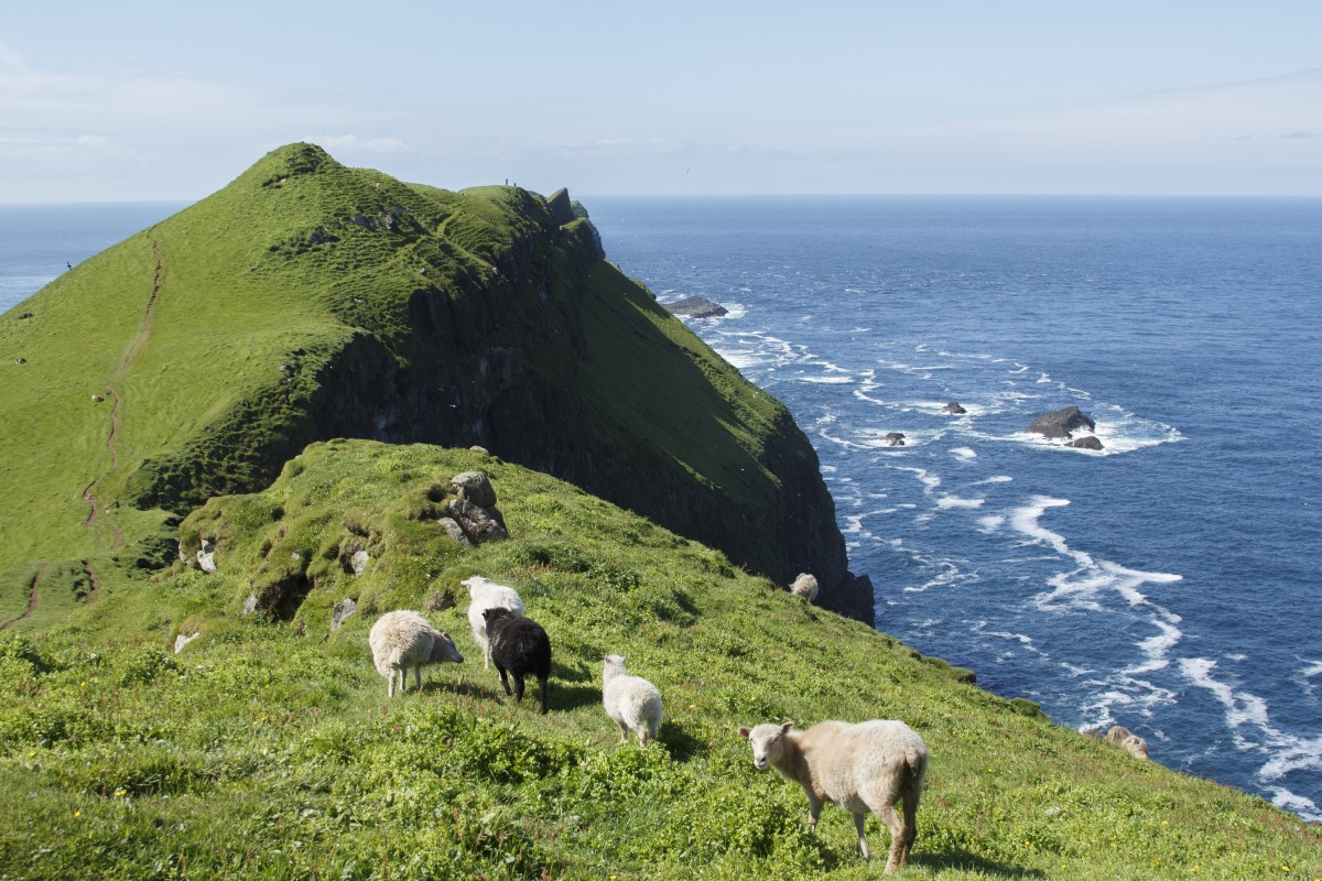 Een groepje schapen staan te grazen op de kliffen bij Mykines, Faroer eilanden.