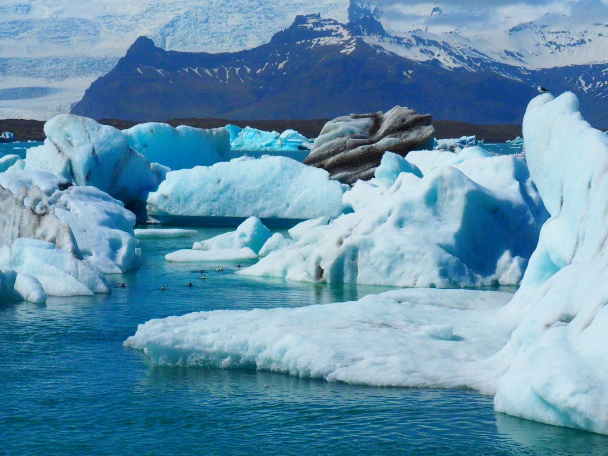 Vogels zwemmen rondom de ijsbergen in het ijsbergenmeer Jokulsarlon.