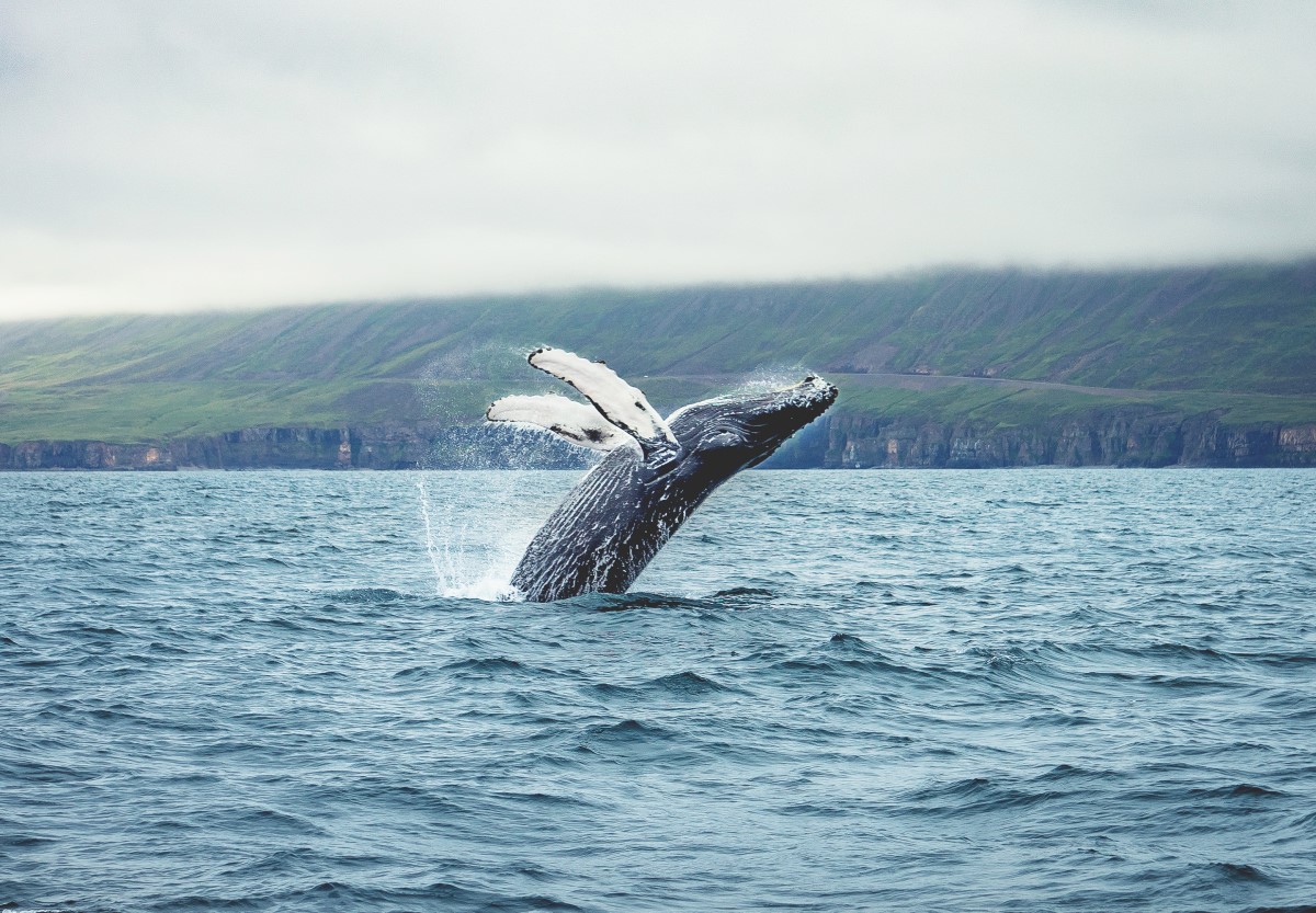 Een imposante walvis springt omhoog uit de zee.