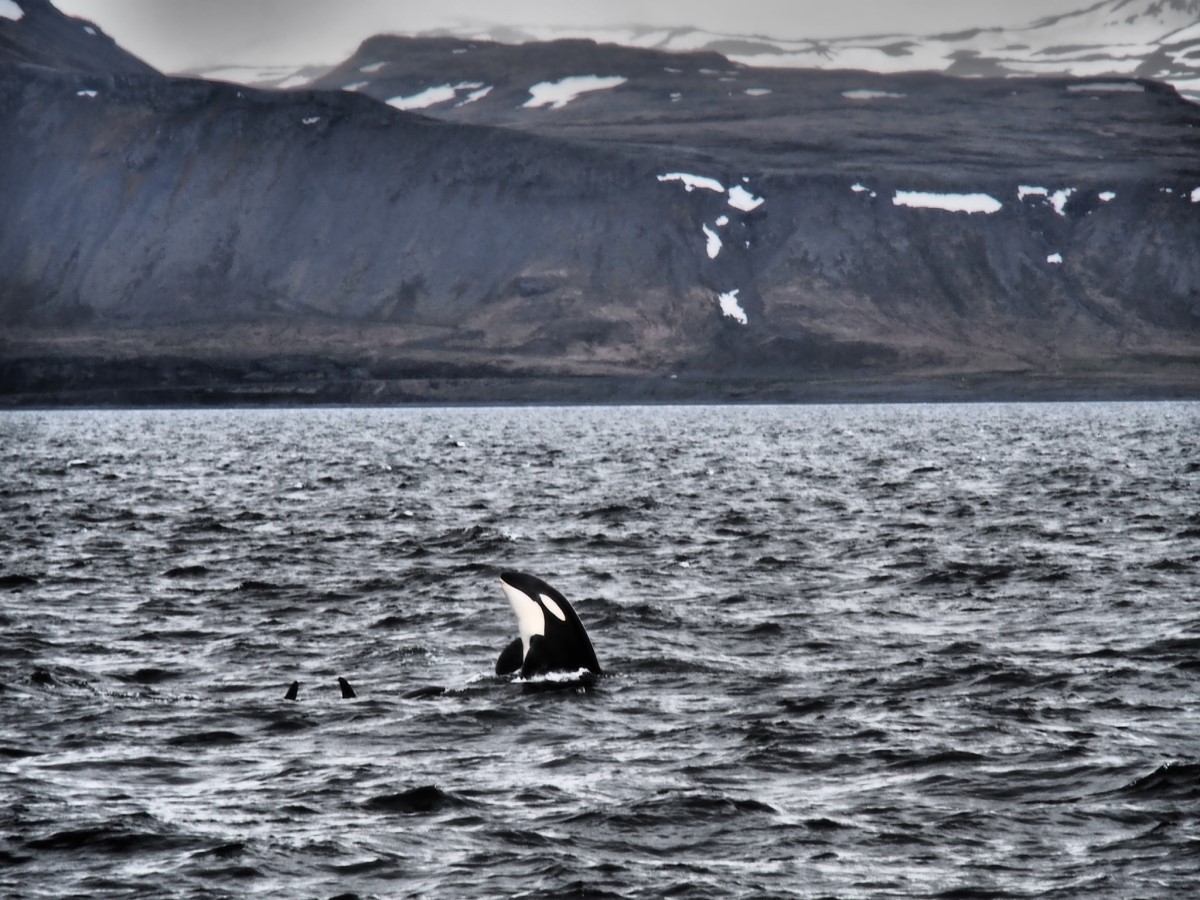 Tijdens een walvisexcursie komt een orka boven water.