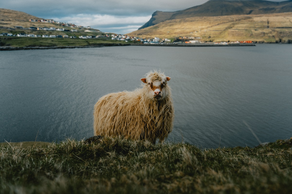 Een wollig, wit schaapje in een weiland met water en een dorpje op de achtergrond.