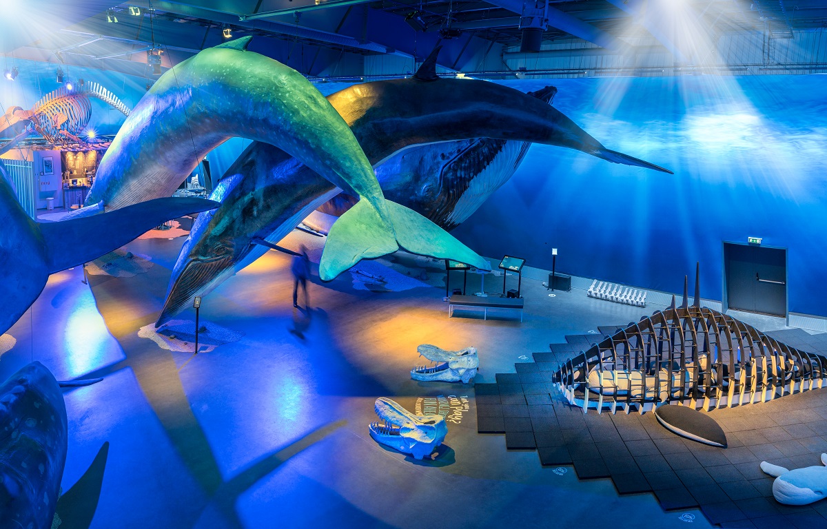 Levensgrote walvissen en seeruimte in het whales of iceland museum.