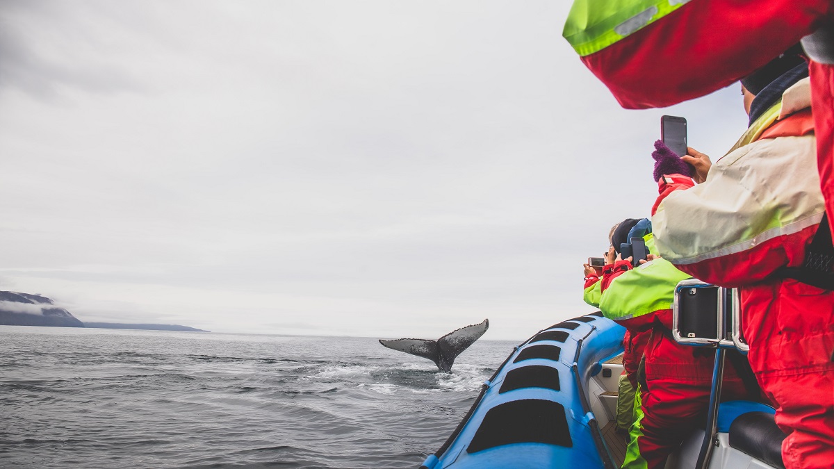 Reizigers in een RIBboot fotograferen een walvis